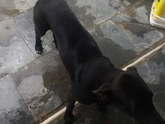 Cachorro ra a sem raça definida  idade 7 a 11 meses nome  Lua