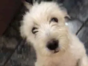 Cachorro raça  idade 2 a 6 meses nome Meg