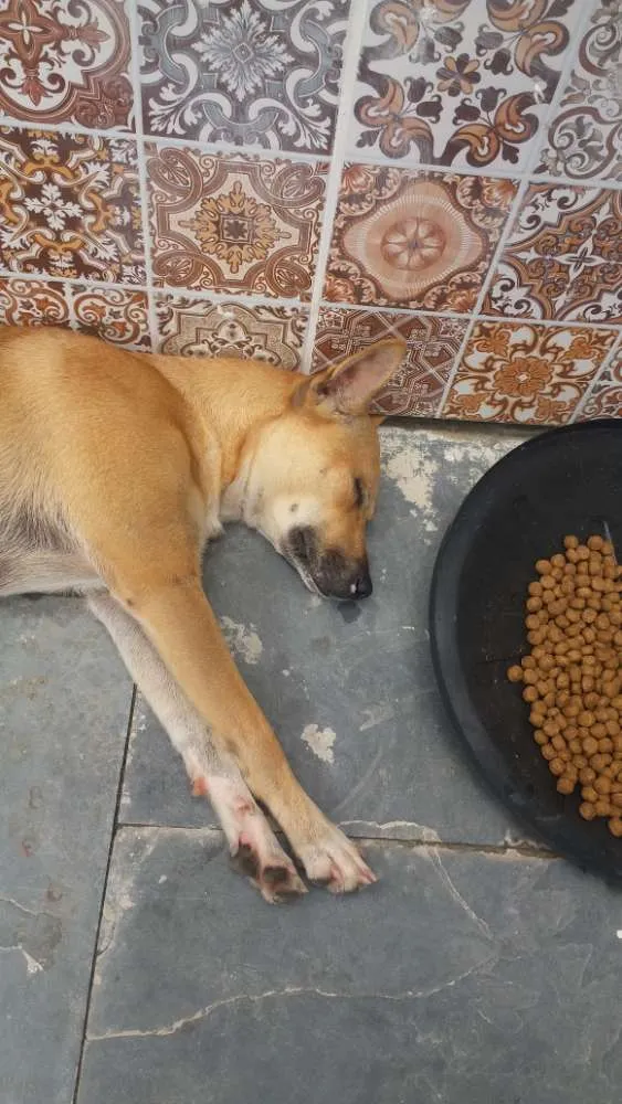 Cachorro ra a sem raça definida  idade 7 a 11 meses nome Merlin