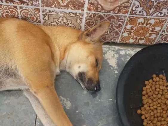 Cachorro ra a sem raça definida  idade 7 a 11 meses nome Merlin