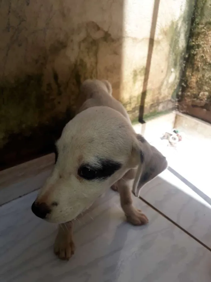 Cachorro ra a Vira lata idade 2 a 6 meses nome Não tem nome