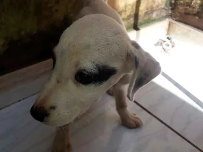 Cachorro ra a Vira lata idade 2 a 6 meses nome Não tem nome