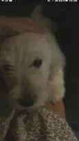 Meg
