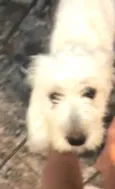 Meg