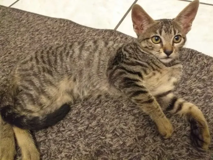 Gato ra a Não definida idade 2 a 6 meses nome jade 