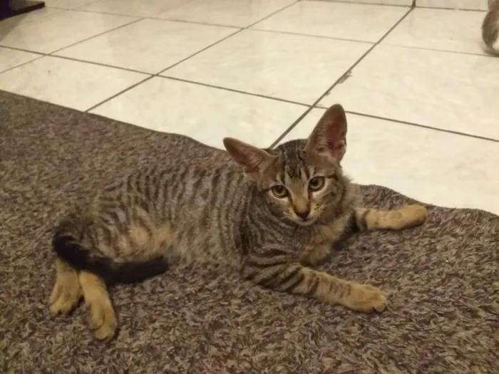 Gato ra a Não definida idade 2 a 6 meses nome jade 