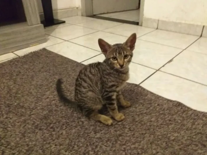 Gato ra a Não definida idade 2 a 6 meses nome jade 