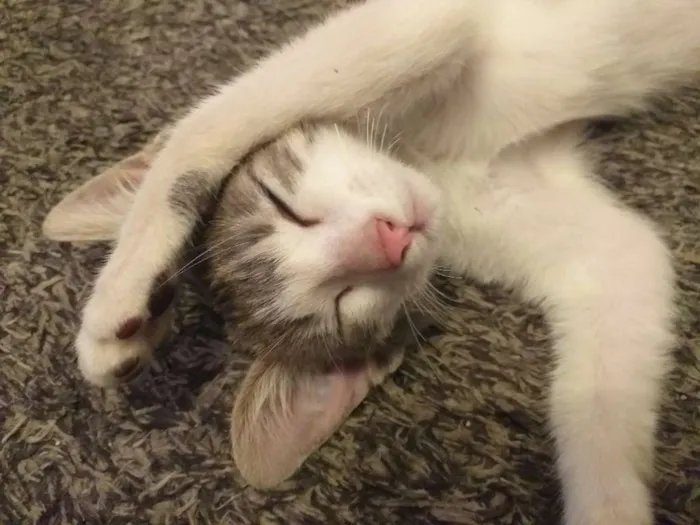Gato ra a Não definida idade 2 a 6 meses nome Jerry