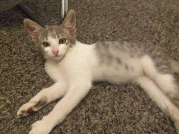 Gato ra a Não definida idade 2 a 6 meses nome Jerry