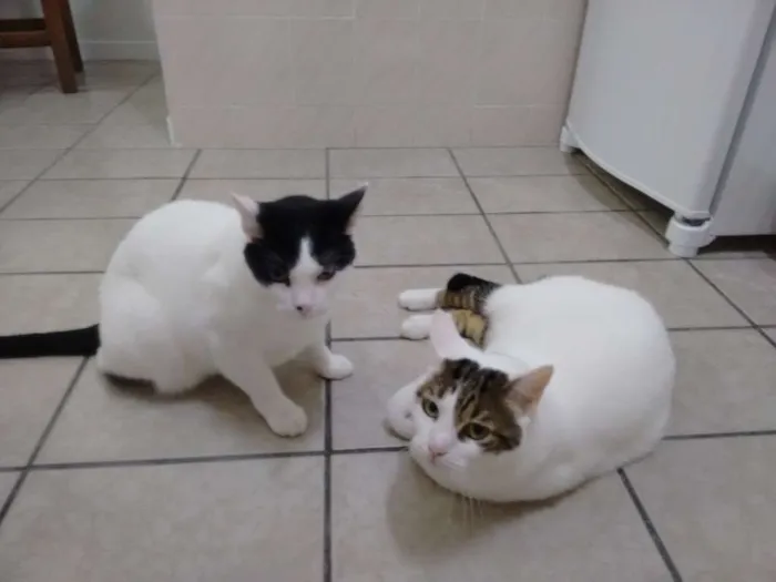 Gato raça Gato brasileiro idade 5 anos nome Bitao e Bitoto 