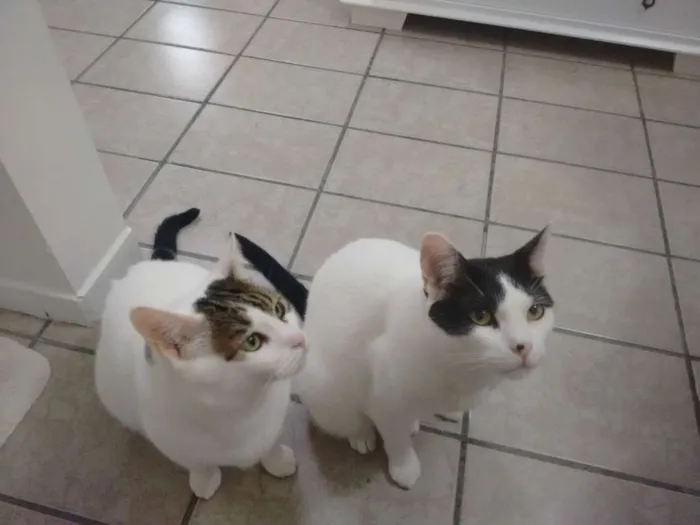 Gato raça Gato brasileiro idade 5 anos nome Bitao e Bitoto 