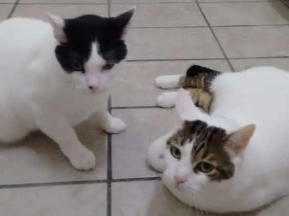 Gato raça Gato brasileiro idade 5 anos nome Bitao e Bitoto 