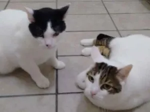Gato raça Gato brasileiro idade 5 anos nome Bitao e Bitoto 