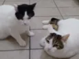 Bitao e Bitoto