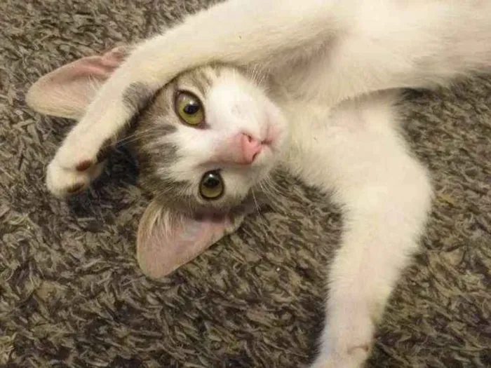 Gato ra a Não definida idade 2 a 6 meses nome Jerry