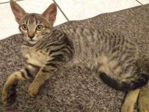 Gato raça Não definida idade 2 a 6 meses nome jade 