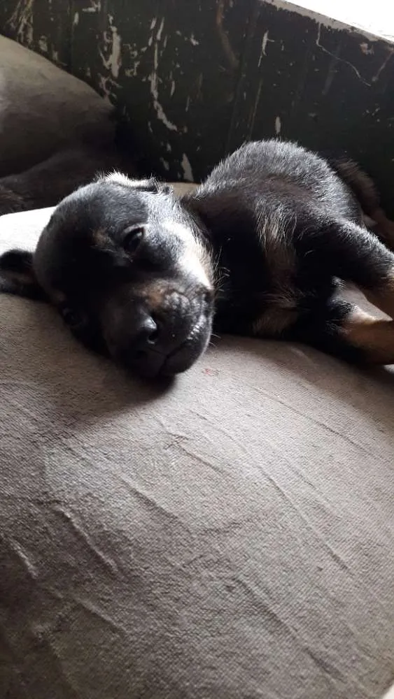 Cachorro raça Vira lata idade Abaixo de 2 meses nome Sem nome