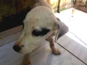 Cachorro raça Vira lata idade 2 a 6 meses nome Não tem nome