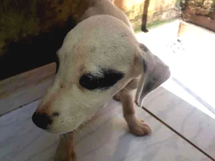 Cachorro ra a Vira lata idade 2 a 6 meses nome Não tem nome