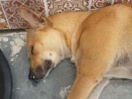 Cachorro ra a sem raça definida  idade 7 a 11 meses nome Merlin