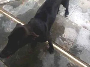 Cachorro raça sem raça definida  idade 7 a 11 meses nome  Lua