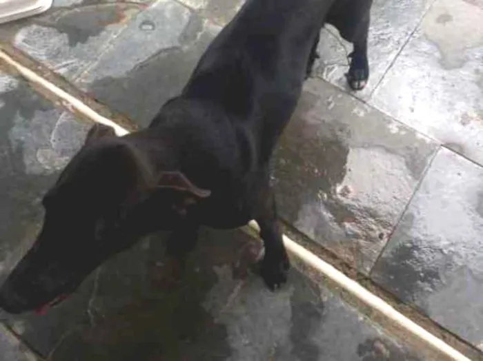 Cachorro ra a sem raça definida  idade 7 a 11 meses nome  Lua