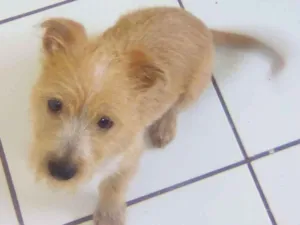 Cachorro raça Não sei idade 2 a 6 meses nome Bobby