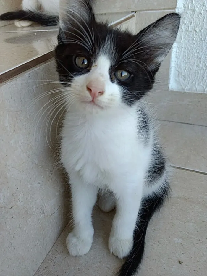Gato ra a Frajola  idade Abaixo de 2 meses nome Bolinha lindo bebê 