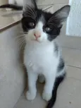 Bolinha lindo bebê