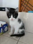 Bolinha lindo bebê