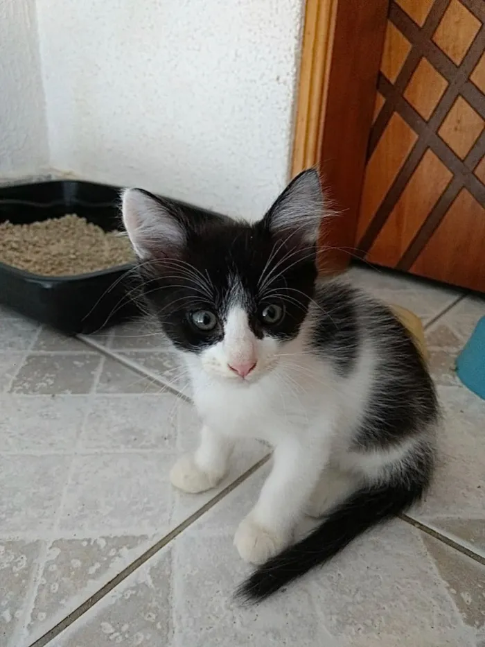 Gato ra a Frajola  idade Abaixo de 2 meses nome Bolinha lindo bebê 