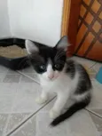 Bolinha lindo bebê