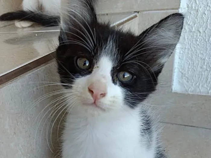 Gato ra a Frajola  idade Abaixo de 2 meses nome Bolinha lindo bebê 