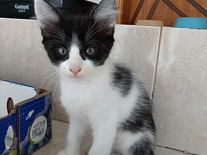 Gato ra a Frajola  idade Abaixo de 2 meses nome Bolinha lindo bebê 