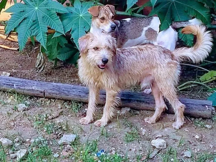 Cachorro ra a srd idade 1 ano nome Lucky