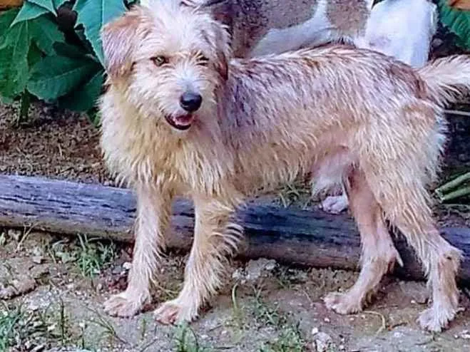 Cachorro ra a srd idade 1 ano nome Lucky