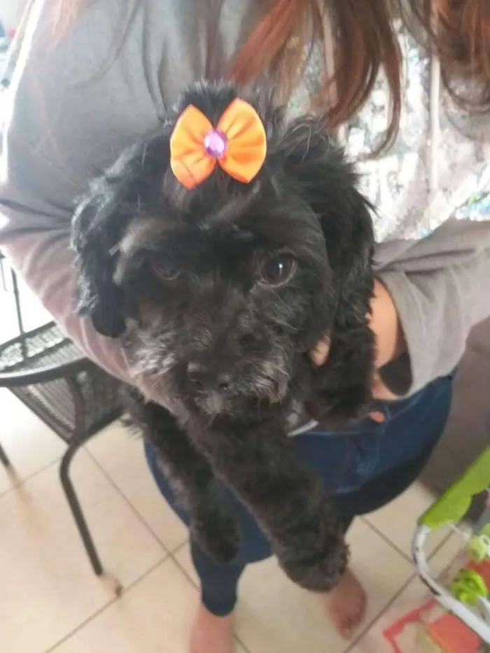 Cachorro ra a poodle idade 3 anos nome Pandora