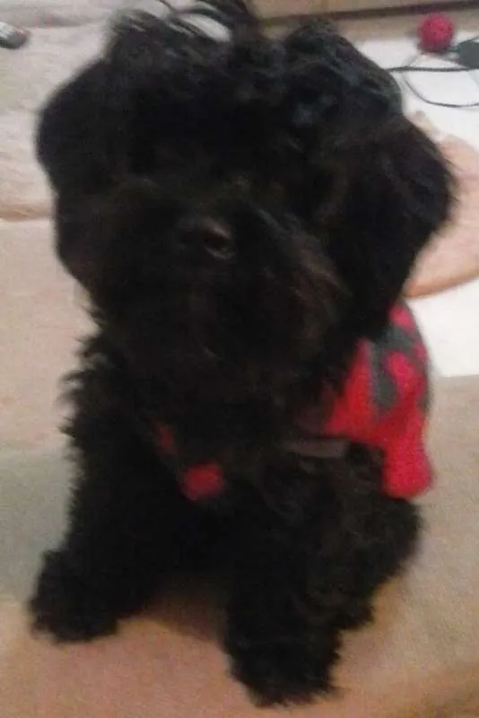 Cachorro ra a poodle idade 3 anos nome Pandora