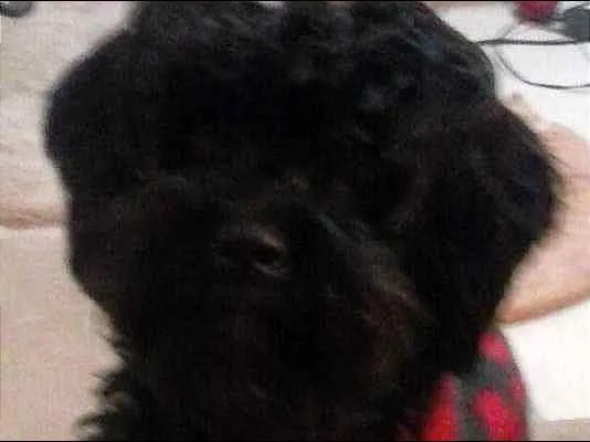 Cachorro ra a poodle idade 3 anos nome Pandora