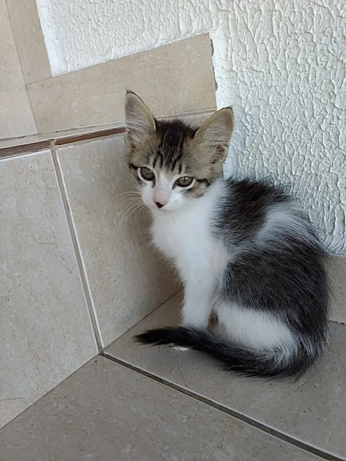 Gato ra a Srd  idade 2 a 6 meses nome Pompom linda bebê