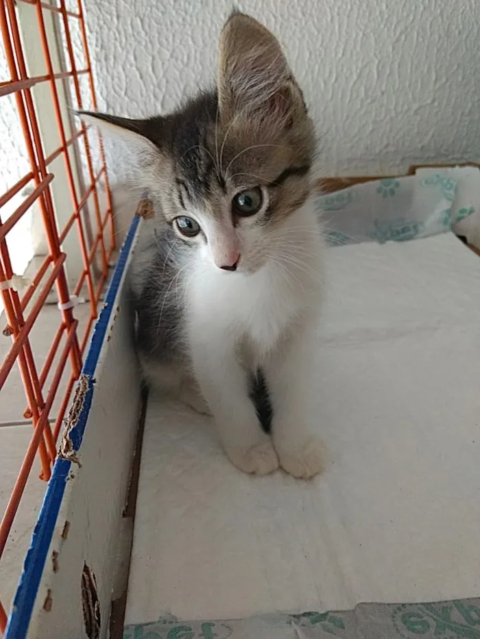Gato ra a Srd  idade 2 a 6 meses nome Pompom linda bebê