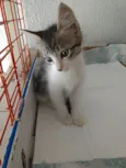 Pompom linda bebê