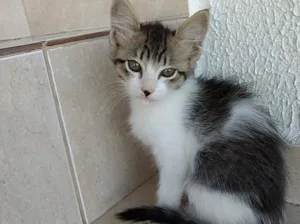 Gato raça Srd  idade 2 a 6 meses nome Pompom linda bebê