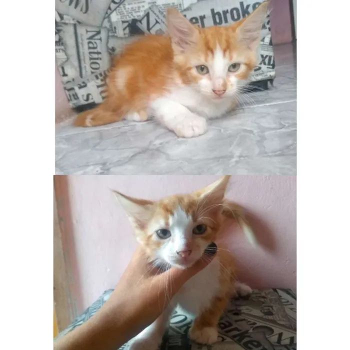 Gato ra a Srd idade 2 a 6 meses nome Gatos