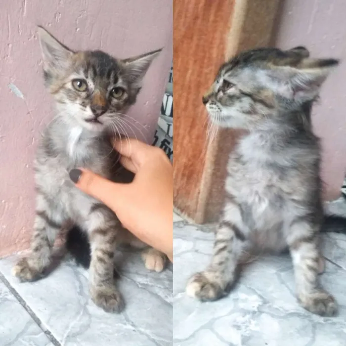 Gato ra a Srd idade 2 a 6 meses nome Gatos