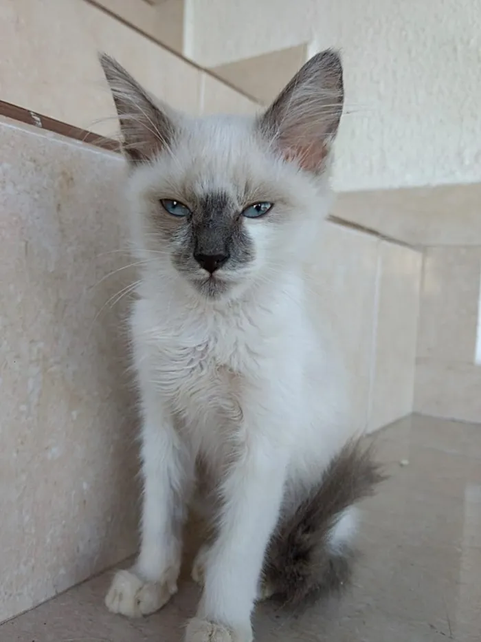 Gato ra a Siames com srd idade 2 a 6 meses nome Yuki lindo bebê 