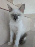 Yuki lindo bebê