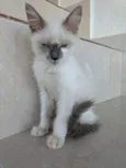 Yuki lindo bebê