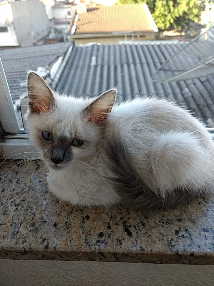 Gato ra a Siames com srd idade 2 a 6 meses nome Yuki lindo bebê 