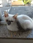Yuki lindo bebê